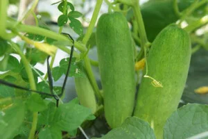 Hợp Tác Xã Sản Xuất Và Tiêu Thụ Rau An Toàn Bắc Hồng