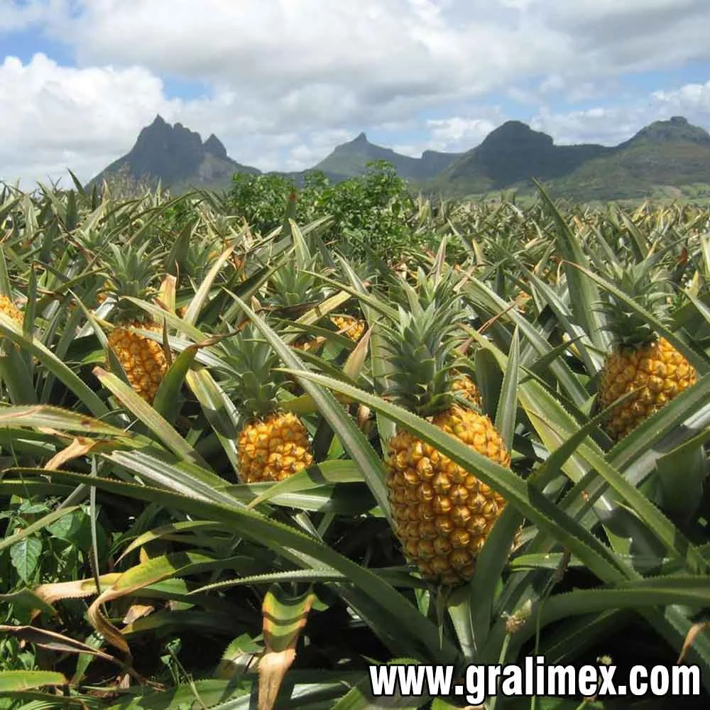 Công Ty CP Xuất Nhập Khẩu Gralimex