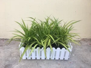 Cây Xanh Minh Anh – Công Ty Cổ Phần Xây Dựng Cảnh Quan Sinh Thái Và Môi Trường Minh Anh