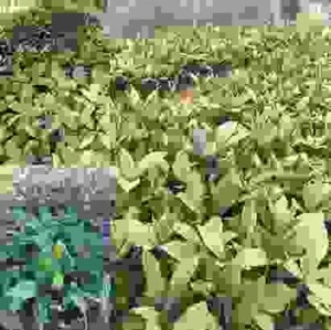 Công Ty TNHH Cây Xanh Minh Nhật