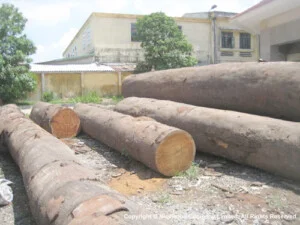 Công Ty TNHH Gỗ Tốt