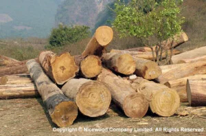 Công Ty TNHH Gỗ Tốt