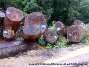 Công Ty TNHH Gỗ Tốt