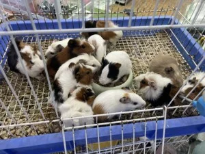 Hộ Kinh Doanh Yahoo Pet Shop