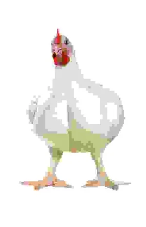 Công Ty TNHH Japfa Comfeed Việt Nam