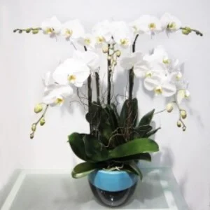 Công Ty TNHH Thương Mại Dịch Vụ Hoa Lan Phương