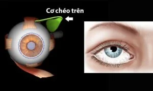 Đông Y Sơn Hà – Công Ty TNHH Đông Y Dược Sơn Hà
