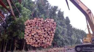Gỗ Thanh Hòa – Công Ty TNHH Thanh Hòa