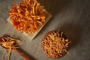Hợp Tác Xã Nấm Tam Đảo