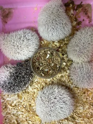 Hộ Kinh Doanh Yahoo Pet Shop