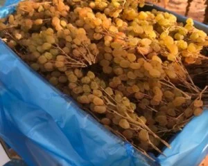 Công Ty TNHH Sản Xuất Thương Mại Sơn Lâm Nutrifood