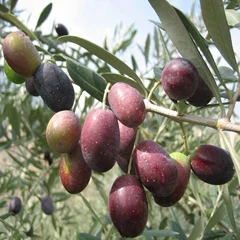 Công Ty Cổ Phần Tinh Dầu Việt Nam