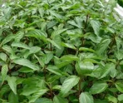 Nông Sản RSX Minh Anh – Công Ty TNHH RSX Minh Anh