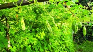 Rạng Đông – Công Ty TNHH TM DV Thực Phẩm Rạng Đông