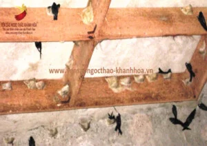 Yến sào Ngọc Thảo khánh hòa