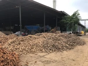 Tinh Bột Sắn Neo Nam Việt – Công Ty TNHH Neo Nam Việt