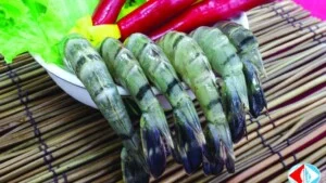 Công Ty CP Thủy Sản Cà Mau
