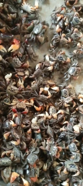 Trứng Cáy Tuấn Hoàng – Cơ Sở SX Chiếu Cói Tuấn Hoàng