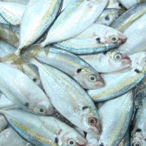 Thủy Hải Sản Thế Khánh – Công Ty TNHH Thế Khánh