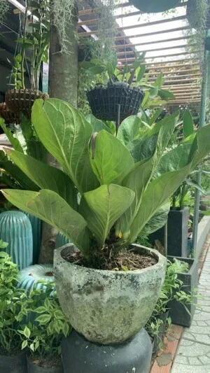 Lê Anh Garden