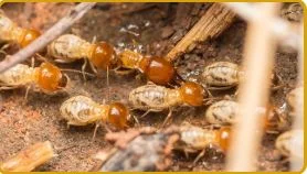 Diệt Mối An Nam – Công Ty TNHH Dịch Vụ Và Phát Triển An Nam