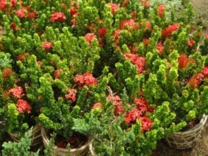 Hợp Tác Xã Cây Giống Và Hoa Kiểng Cái Mơn