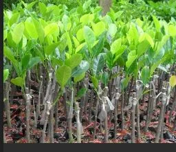 Cây Xanh Gia Nguyễn – Công Ty Cổ Phần Cây Xanh Gia Nguyễn