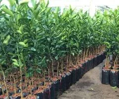 Cây Xanh Gia Nguyễn – Công Ty Cổ Phần Cây Xanh Gia Nguyễn