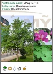 Chi Nhánh Công Ty TNHH Ngoại Thất Xanh