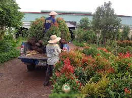 Công Ty TNHH Cảnh Quan Phương Trung