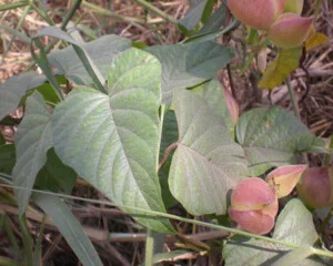 Dược Liệu Thiên Ân Dược – Công Ty TNHH Thiên Ân Dược