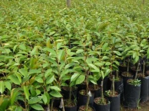 Hợp Tác Xã Cây Giống Và Hoa Kiểng Cái Mơn