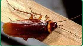 Diệt Mối An Nam – Công Ty TNHH Dịch Vụ Và Phát Triển An Nam