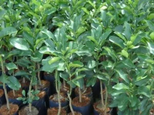 Hợp Tác Xã Cây Giống Và Hoa Kiểng Cái Mơn