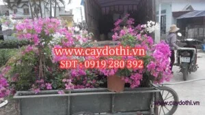Công Ty TNHH Lanscape – Cây Xanh Đô Thị Việt Nam