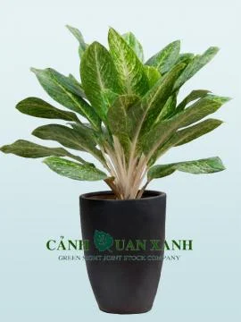 Công Ty Cổ Phần Cảnh Quan Xanh
