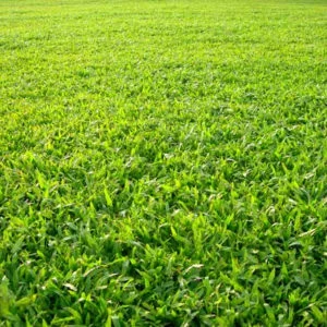 Công Ty TNHH Thương Mại Dịch Vụ Cây Xanh Nguyễn Lê