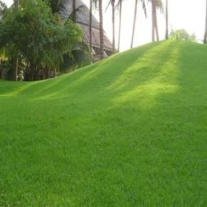 Công Ty TNHH Thương Mại Dịch Vụ Cây Xanh Nguyễn Lê