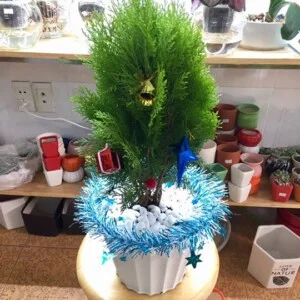 Cây Xanh Dương Gia Phát – Công Ty TNHH Thương Mại Và Đào Tạo Dương Gia Phát