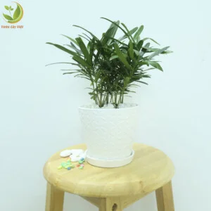 Cây Xanh Dương Gia Phát – Công Ty TNHH Thương Mại Và Đào Tạo Dương Gia Phát
