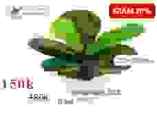 Công Ty TNHH Cây Cảnh Nhật Hiếu