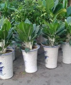 Công Ty Cổ Phần Green Sculpture