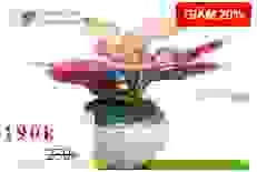 Công Ty TNHH Cây Cảnh Nhật Hiếu