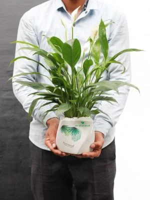 Cây Để Bàn Giá Rẻ