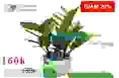 Công Ty TNHH Cây Cảnh Nhật Hiếu