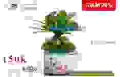 Công Ty TNHH Cây Cảnh Nhật Hiếu