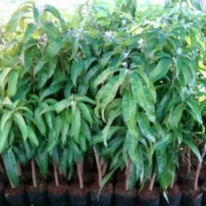 Công Ty TNHH Thương Mại Dịch Vụ Cây Xanh Nguyễn Lê