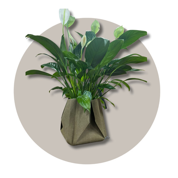 Túi Eco M. HAT – Công Ty Cổ Phần Đầu Tư M.HAT