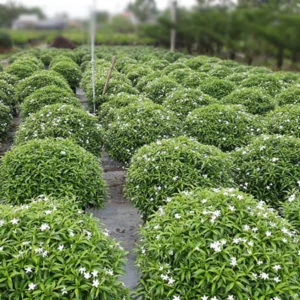 Công Ty TNHH Thương Mại Dịch Vụ Cây Xanh Nguyễn Lê