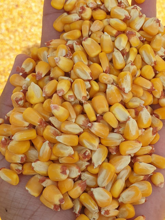 Annam Commodity – Công Ty TNHH Xuất Nhập Khẩu Annam Commodity